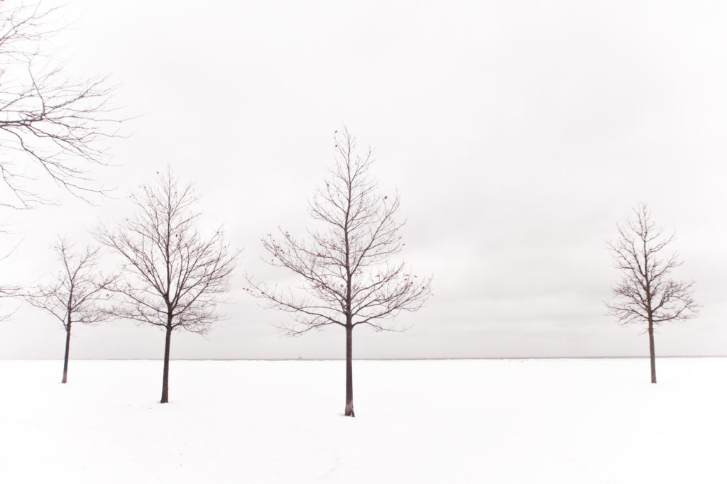 Chicago Winter Trees